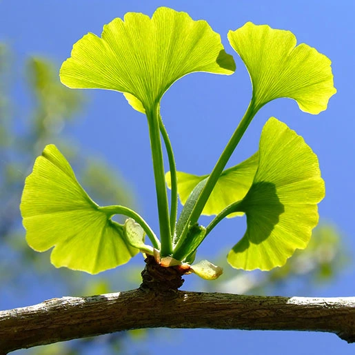 2025-02-Ginkgo-Biloba-Leaf-1.webp